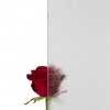 vitrages-verrieres-atelier-artiste-17